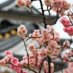 问鼎www:利用视频内容提升品牌影响力 8792r2954g