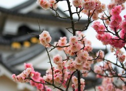 问鼎www:利用视频内容提升品牌影响力 问鼎www:利用视频内容提升品牌影响力