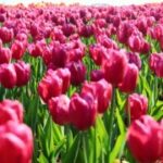 问鼎娱乐app:畅享无与伦比的娱乐体验 c0rj45mh