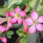 壹号娱乐H5的市场前景与发展趋势分析 x9e0jp