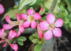 壹号娱乐H5的市场前景与发展趋势分析 壹号娱乐H5的市场前景与发展趋势分析