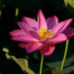 问鼎娱乐H5的多样化游戏模式:满足不同玩家需求 y11xl