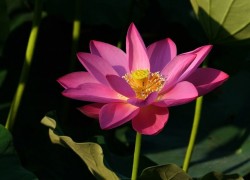 问鼎娱乐H5的多样化游戏模式:满足不同玩家需求 问鼎娱乐H5的多样化游戏模式:满足不同玩家需求