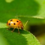 问鼎娱乐app:多平台支持,随时随地畅享游戏 ya2ex7lj1